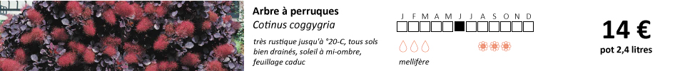 Cotinus-coggygria1