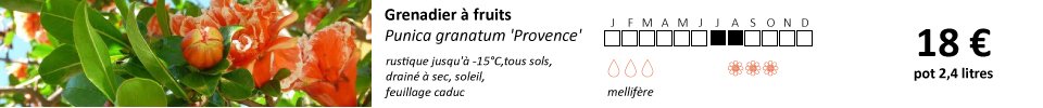 Punica-granatum-Provence-1